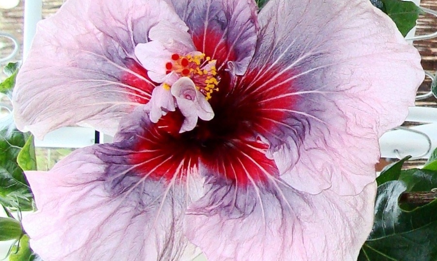 Гибискус - китайская роза