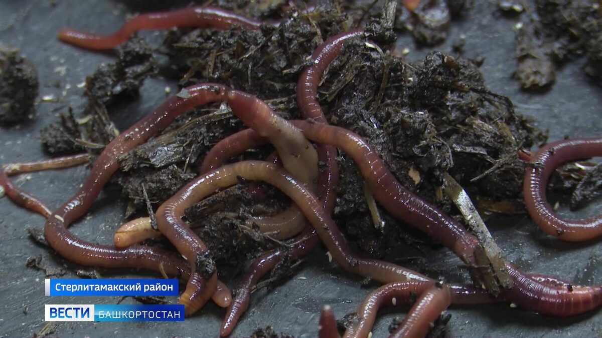    Башкирские трудяги приносят золотые плоды: в Башкортостане фермер уже больше 12 лет занимается вермикультурой