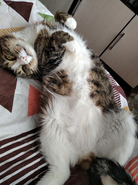 Это Василек.. Прелесть..