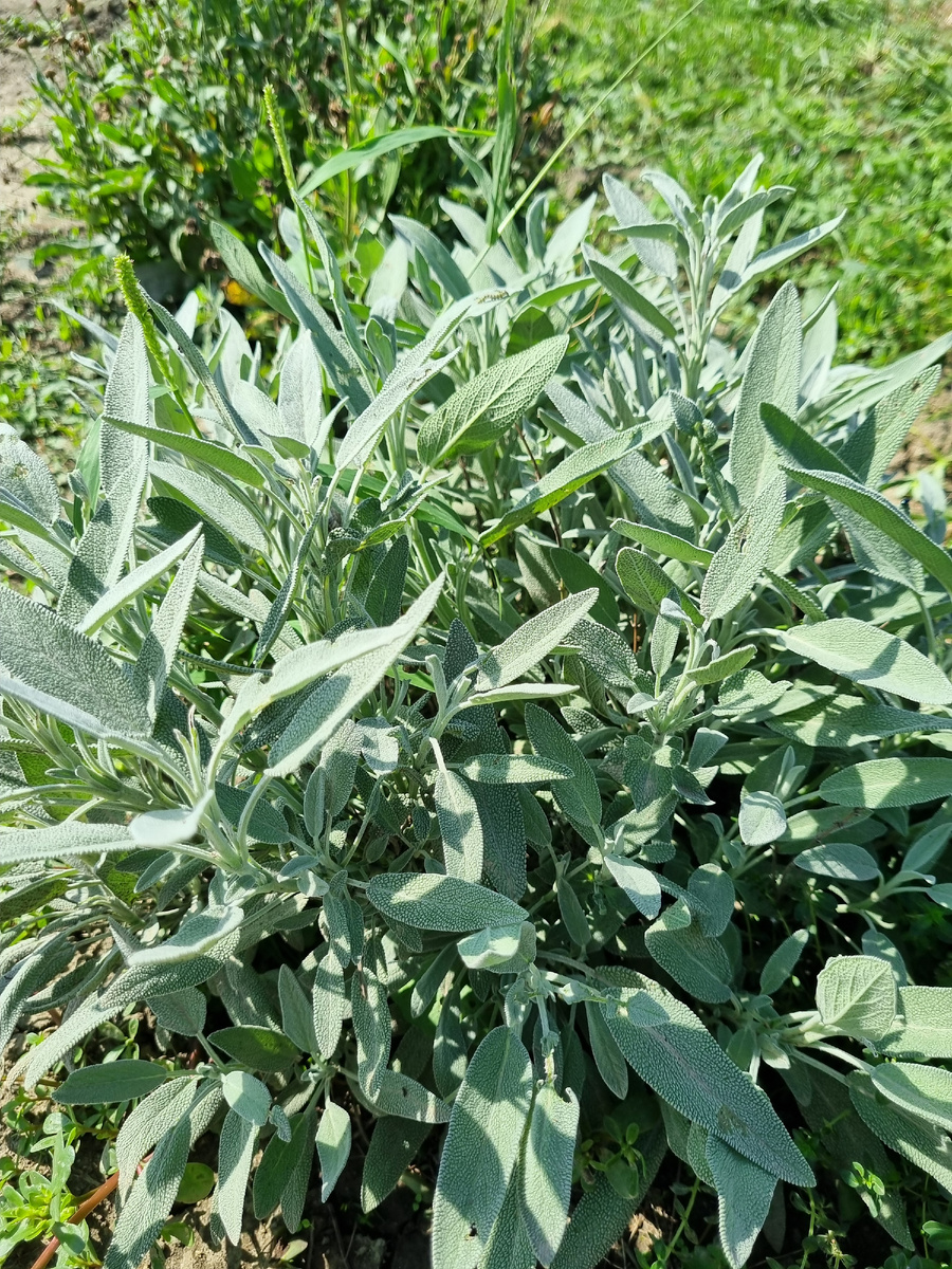 Шалфей лекарственный