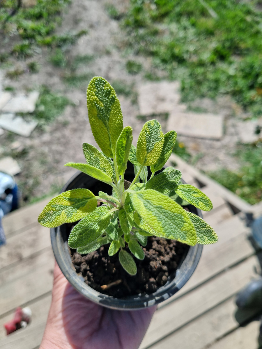 Вот он, новый мой красавчик!