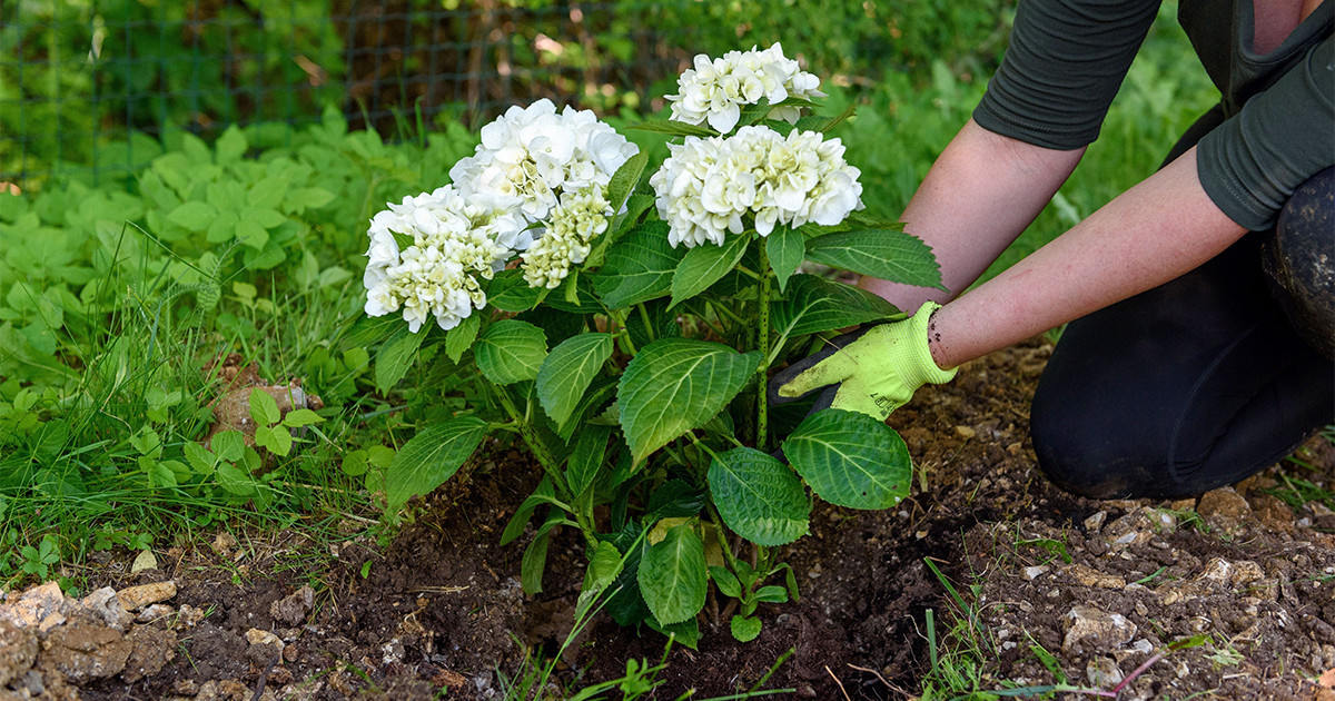 Гортензия - посадка и уход