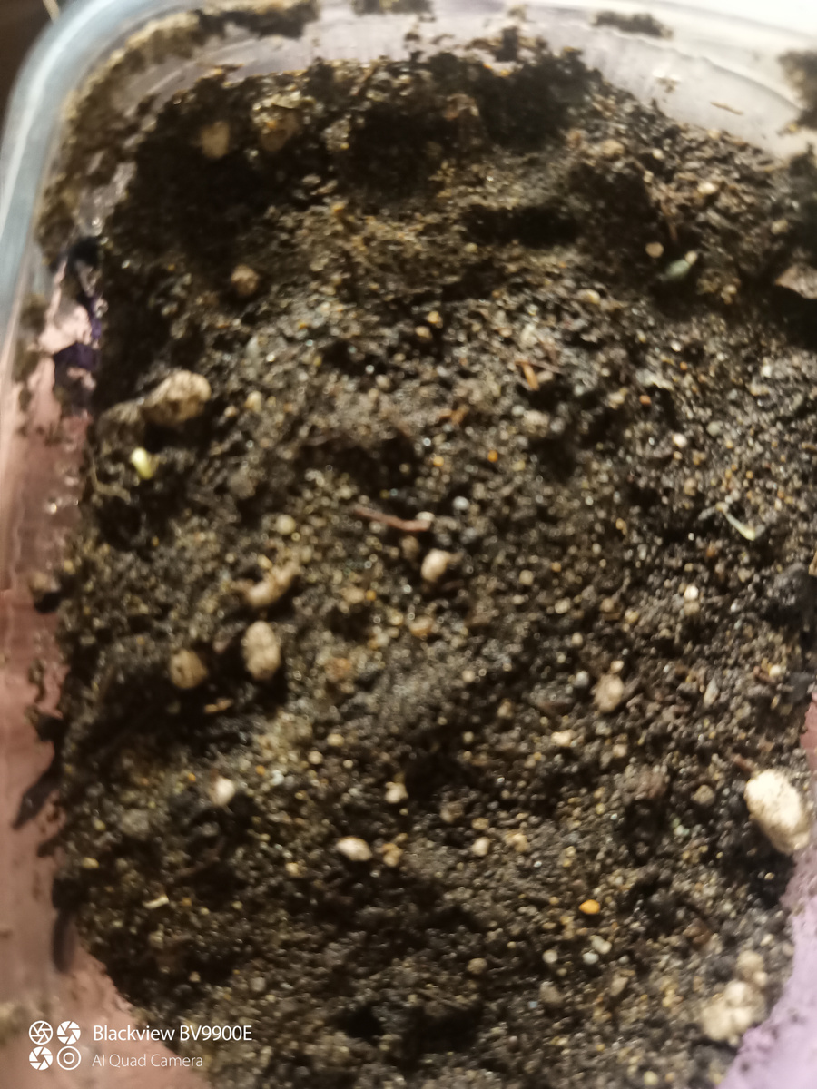 14 марта, перцы всходят