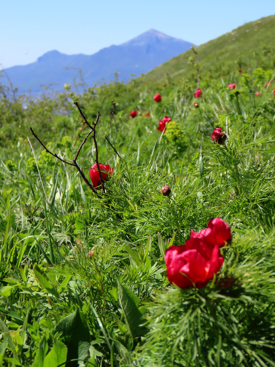 Вид на Бештау (апрель 2025 года)