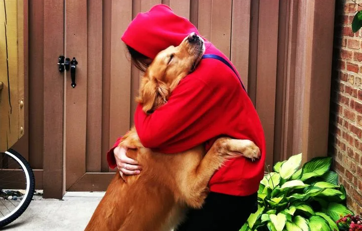 как собака встречает хозяина, собака радуется мне, признаки любви собаки