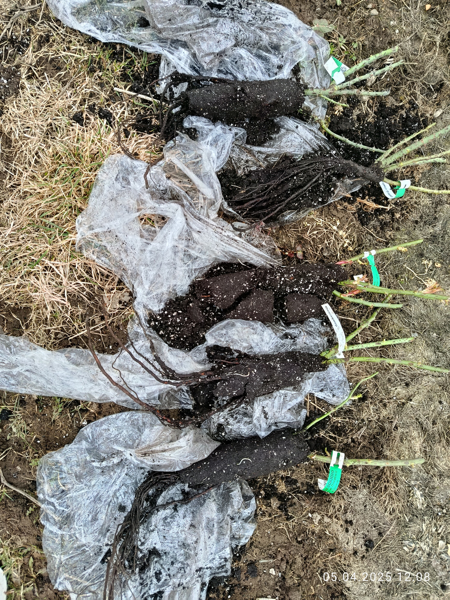 Пять штук из восьми полученных