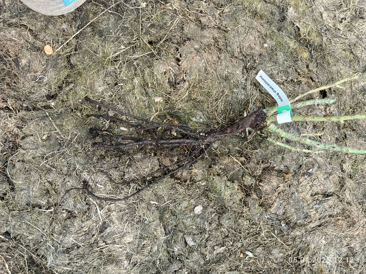 Чайно гибридная Императрица Фарах