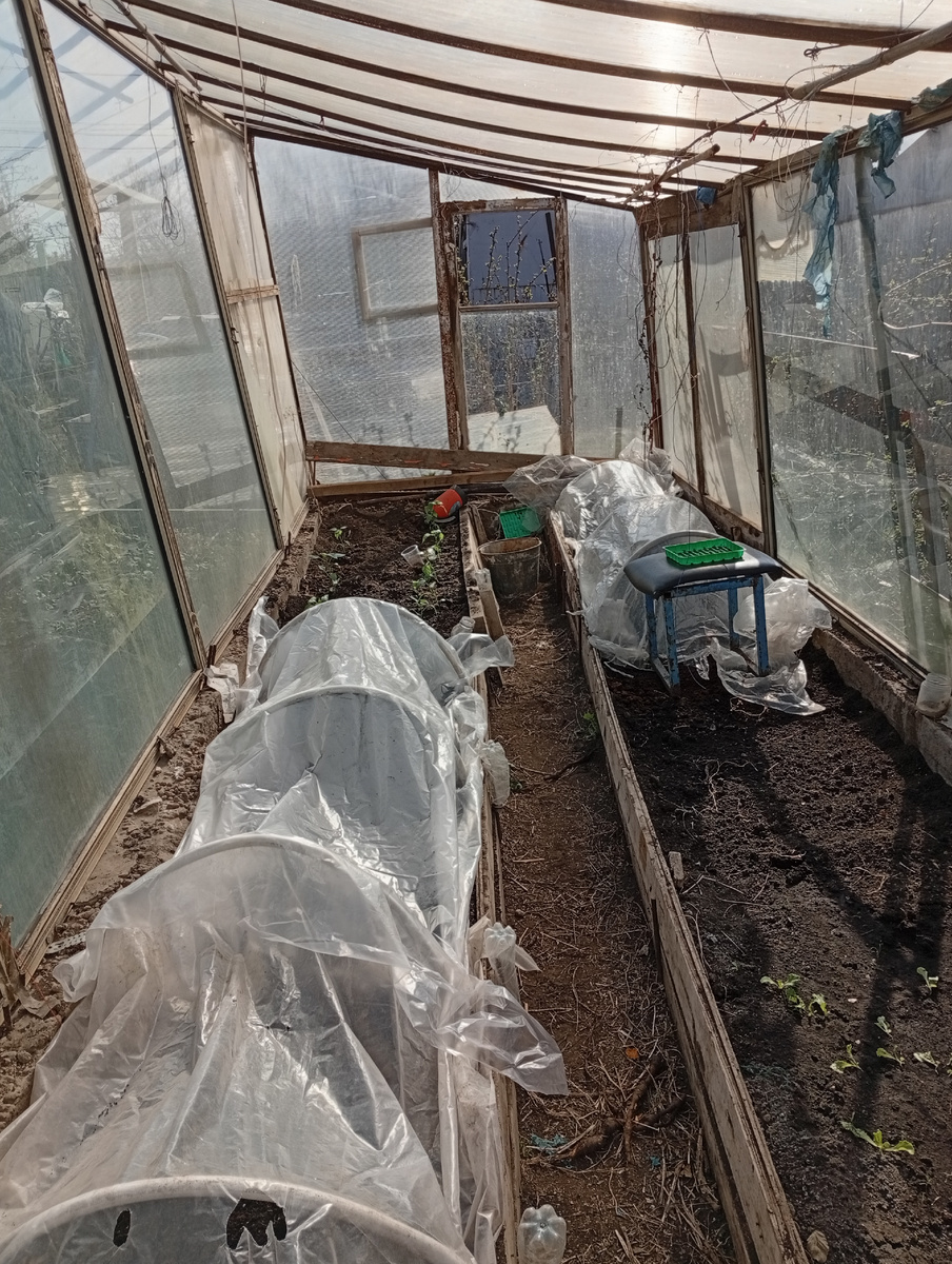 Перцы высажены