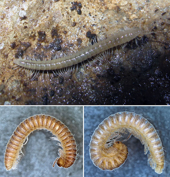 Первые в своем роде: Acanthophorella barjadzei из Грузии (вверху),  A. chegemi и A. irystoni из России (внизу). Фото: Zootaxa (Antić & Makarov, 2016).
