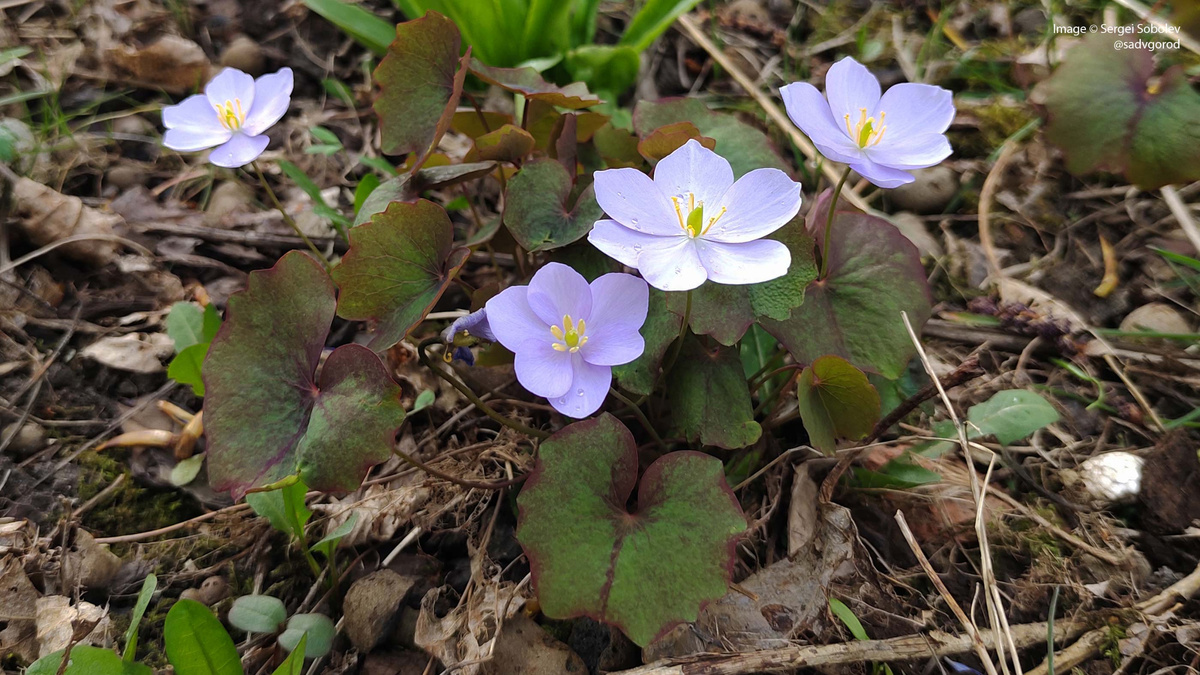 Джефферсония сомнительная (Jeffersonia dubia). 2 фото.