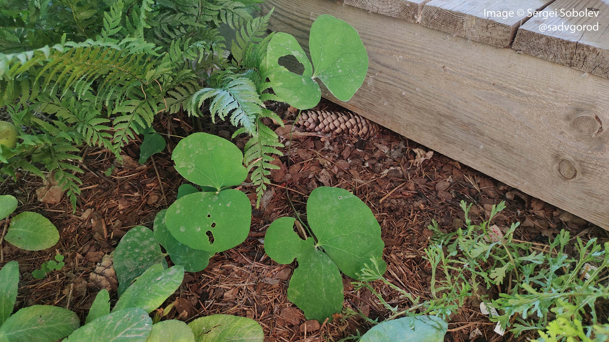 Джефферсония двулистная (Jeffersonia bifolia) на фото из маминого сада.