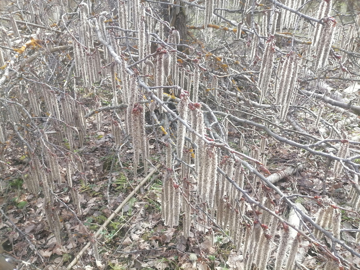 Сережки, словно серебро