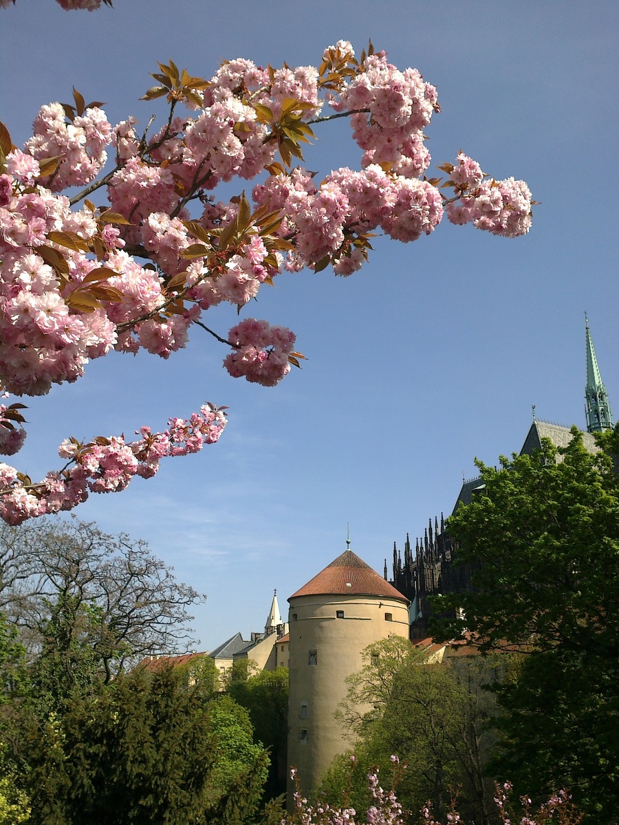 Пражский Град. Вид на башню Далиборка. 2011 г.