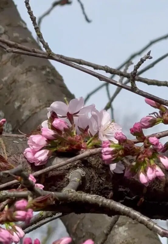    Фото: стоп-кадр видео от пресс-службы Ботанического сада Петра Великого