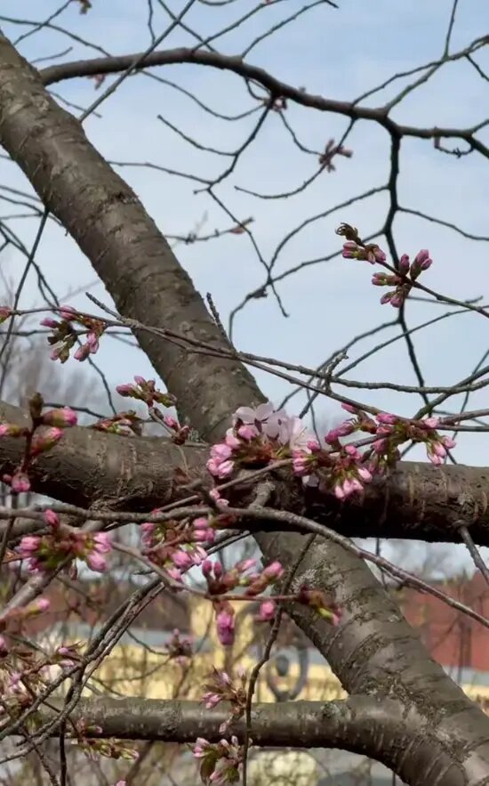    Фото: стоп-кадр видео от пресс-службы Ботанического сада Петра Великого