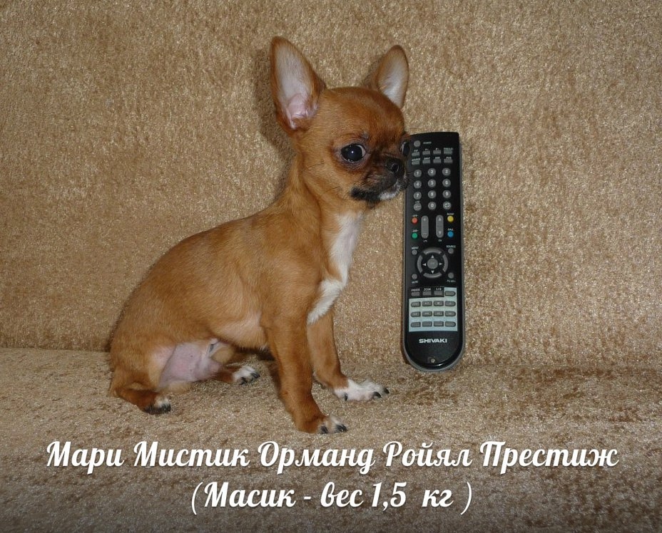 В 2025 ГОДУ МАСИКУ 11 ЛЕТ - ВЕС 1,5 КГ