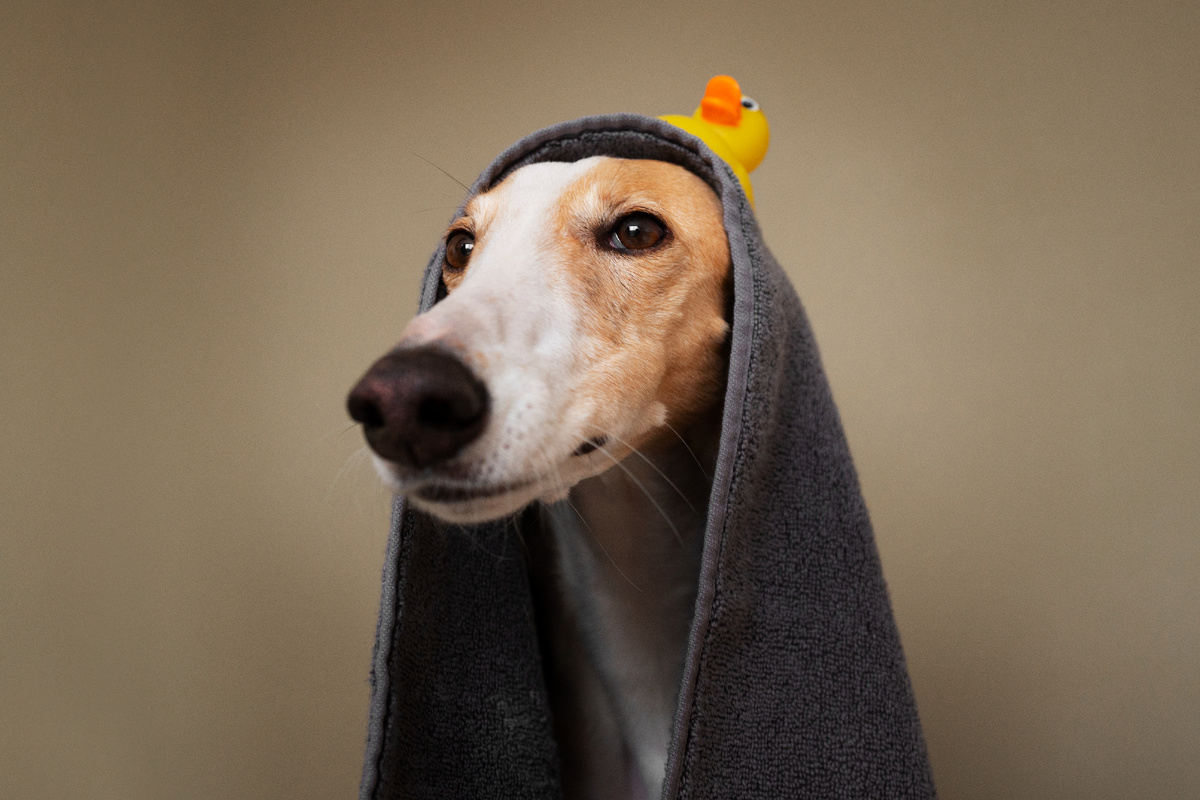 Собака в полотенце