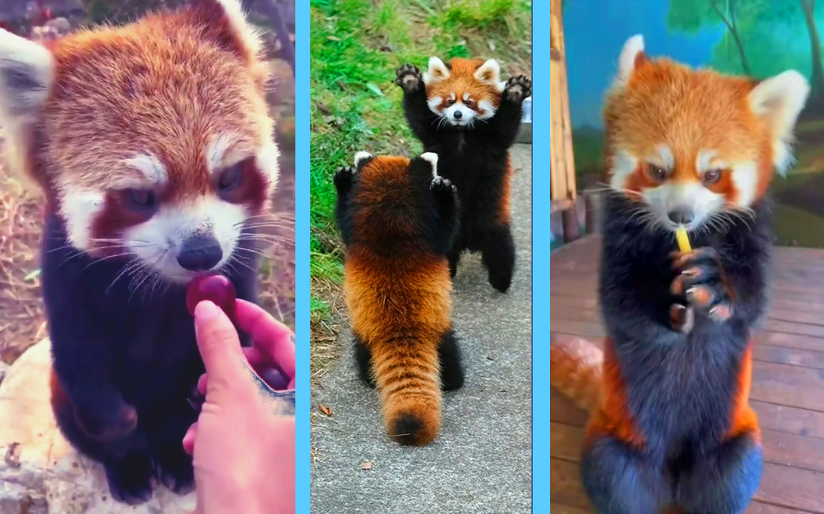 Коллаж - автора, картинки из инета.