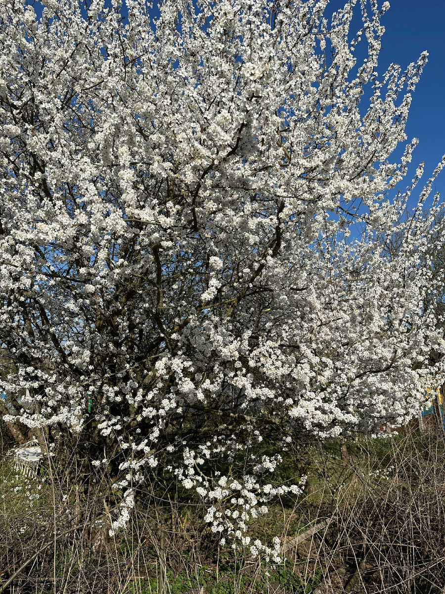 Красиво цветет, а аромат просто супер