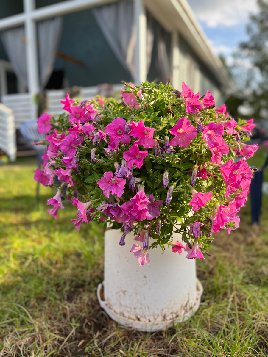 Разли Дазли в прошлом году в конце лета