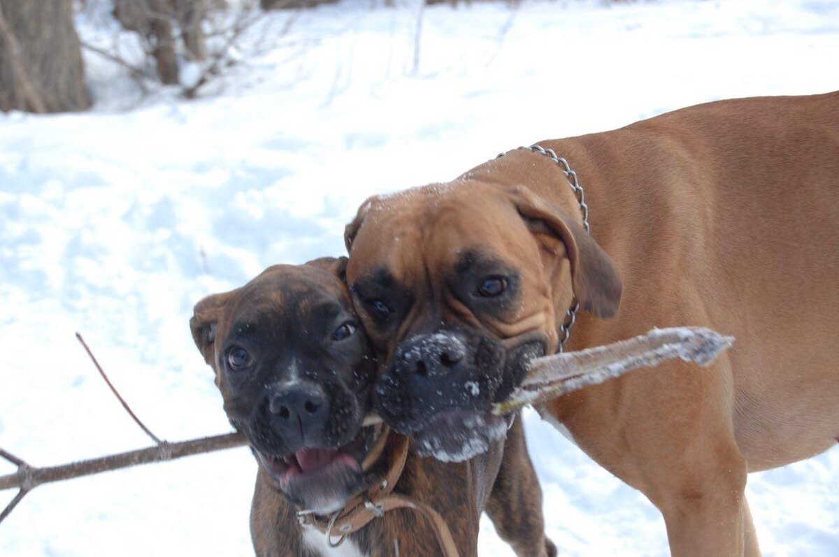 Шанти и Джема. Фото из личного архива.