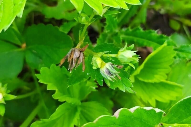 Долгоносик оставит без клубники, если не сделать это в апреле. Что предпринять для спасения ягоды