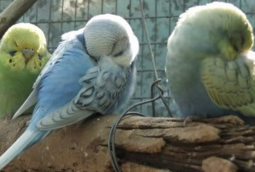 Фото из интернета 