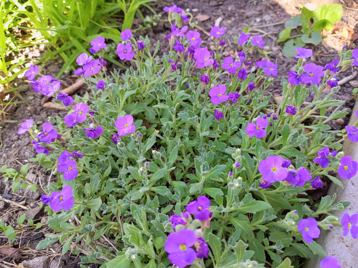 Обриета в самом начале цветения. 