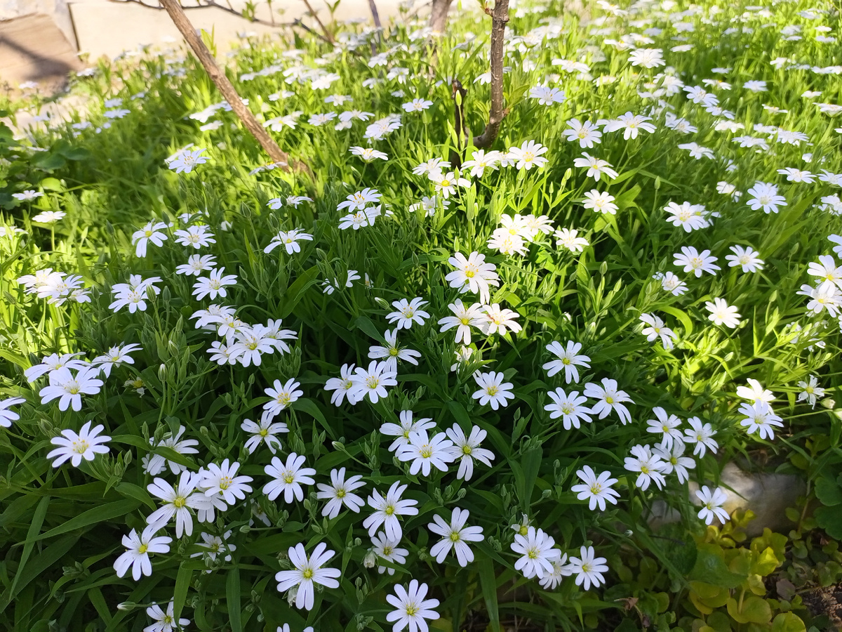Ясколка в самое начале цветения. 