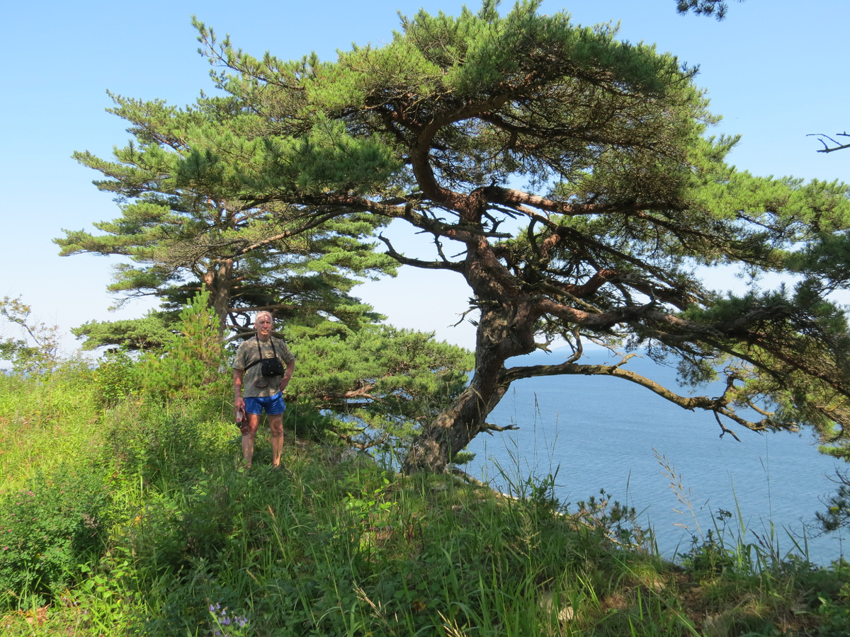 Сосну корейские,второе название могильные.растут только на юге Приморья