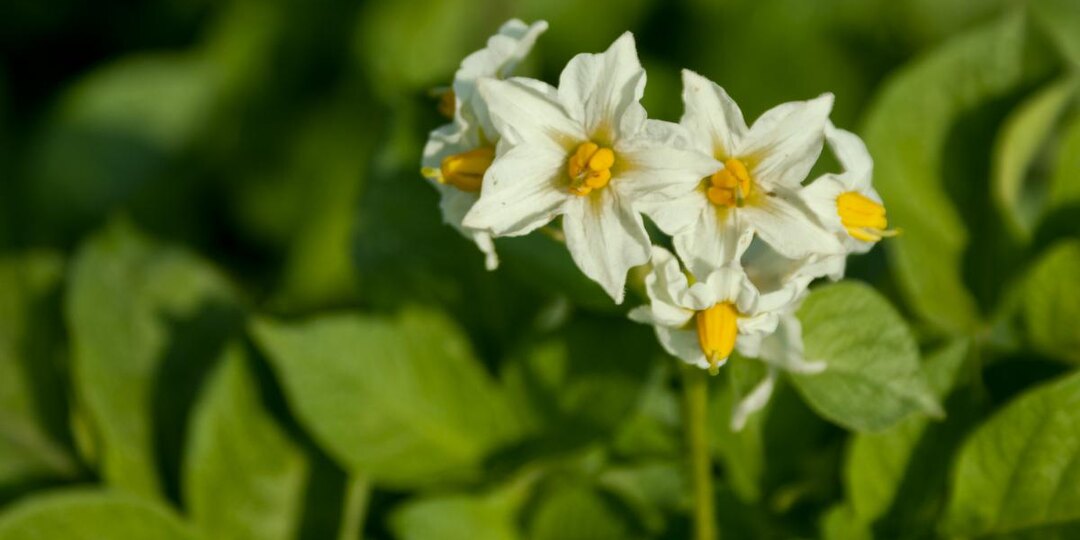 Клубни размером с кулак: как добиться богатого урожая картофеля