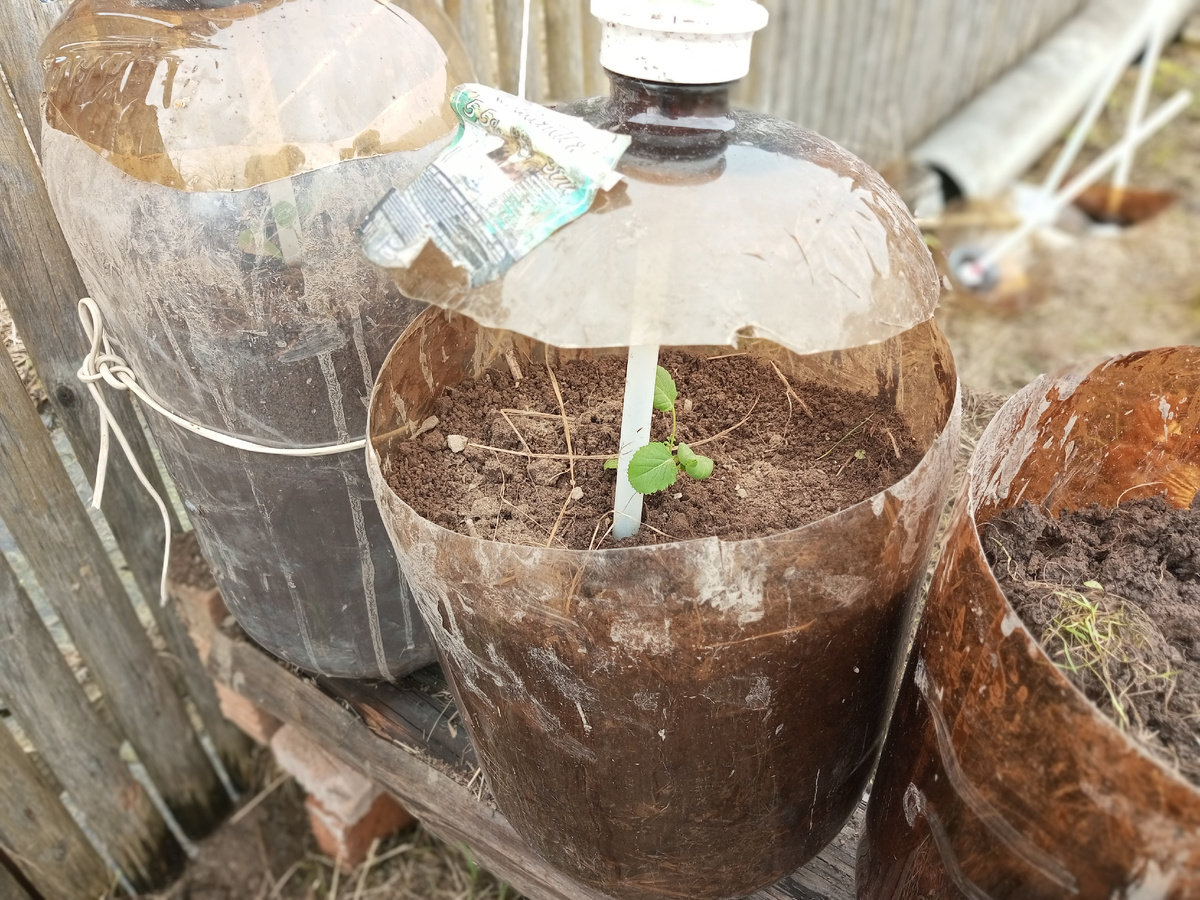 Это ,таким образом , я спасаю урожай от крыс и мышей, сейчас я их опять вижу, так как завели курочек.