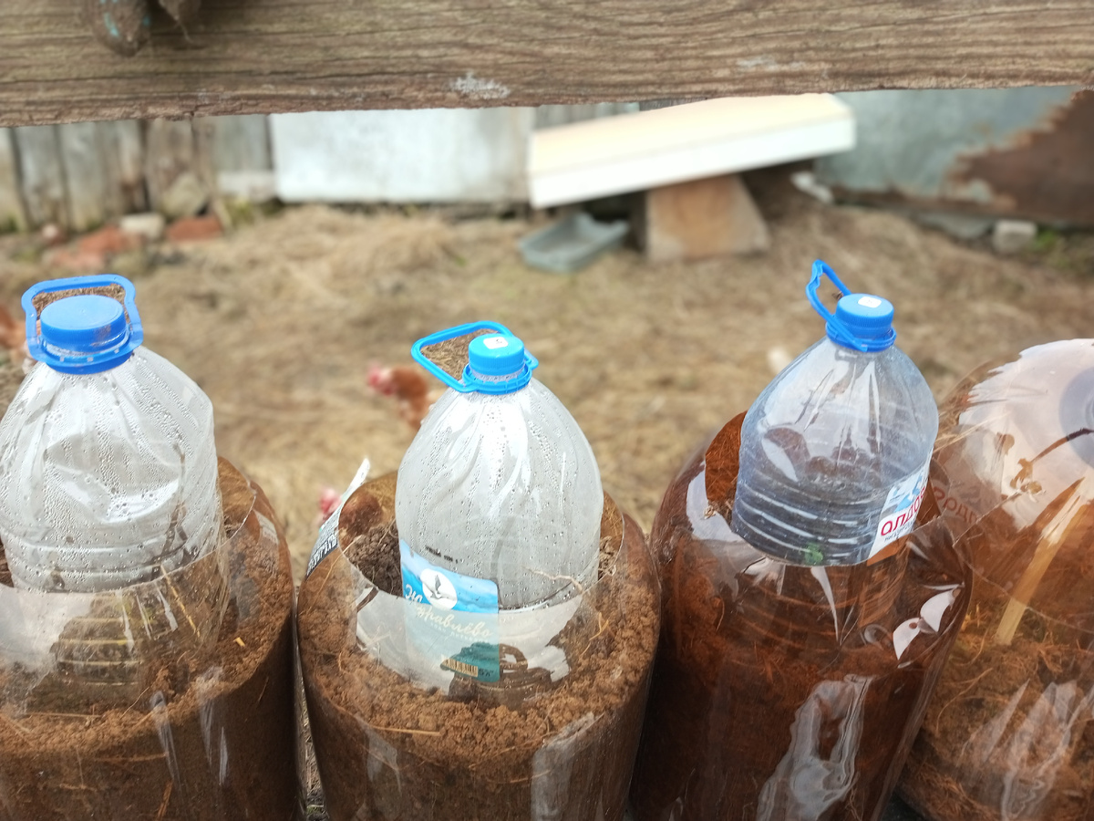 Подрос уже щавель, но и его уже лопают