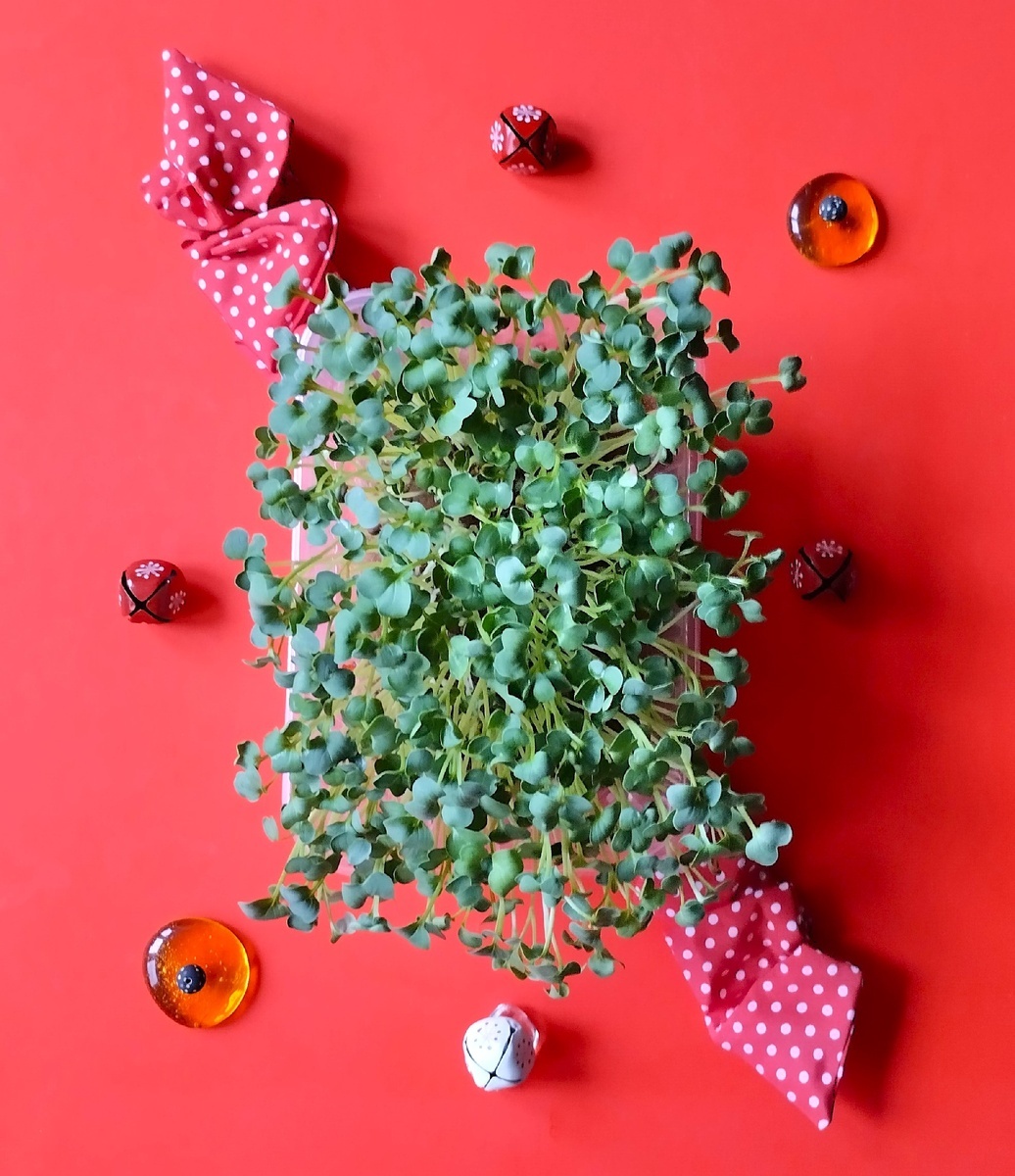 Микрозелень, выращенная на джуте.