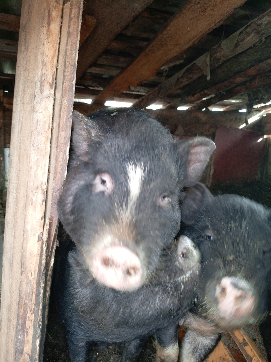 Фото из архива нашего лпх. Обожают когда их снимают или фотографируют.