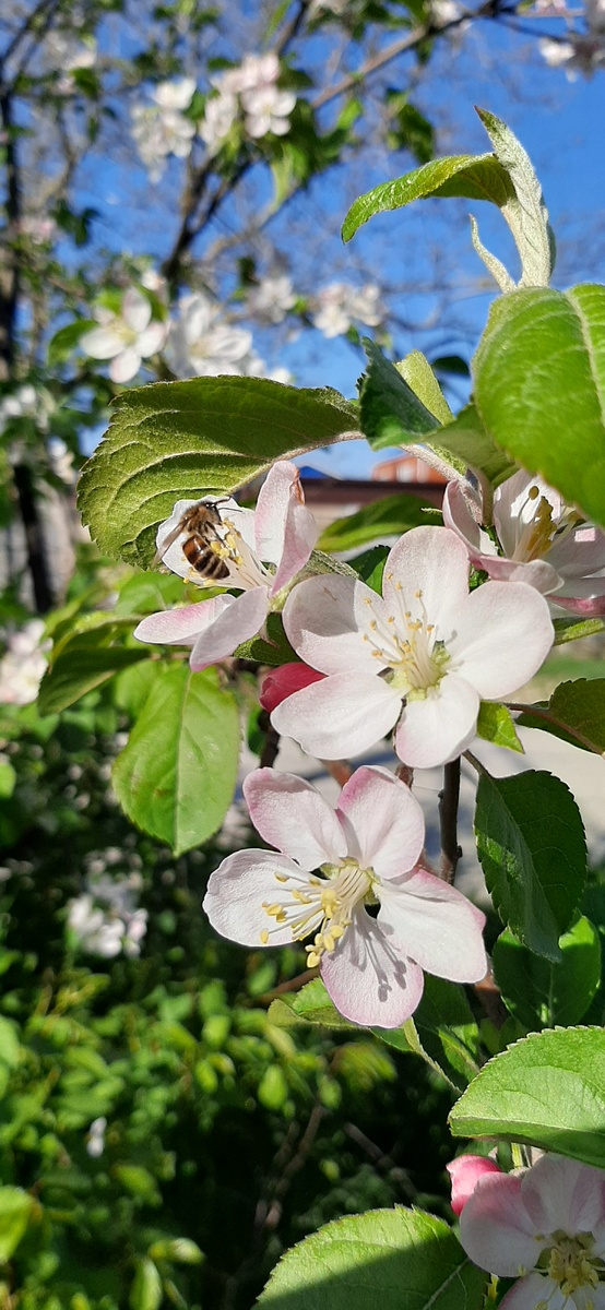 Магия весны💞