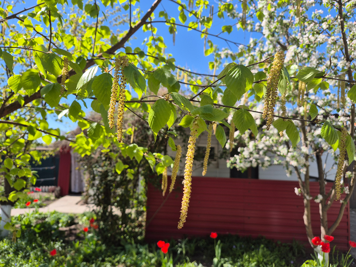 Моя красавица берёзка. 