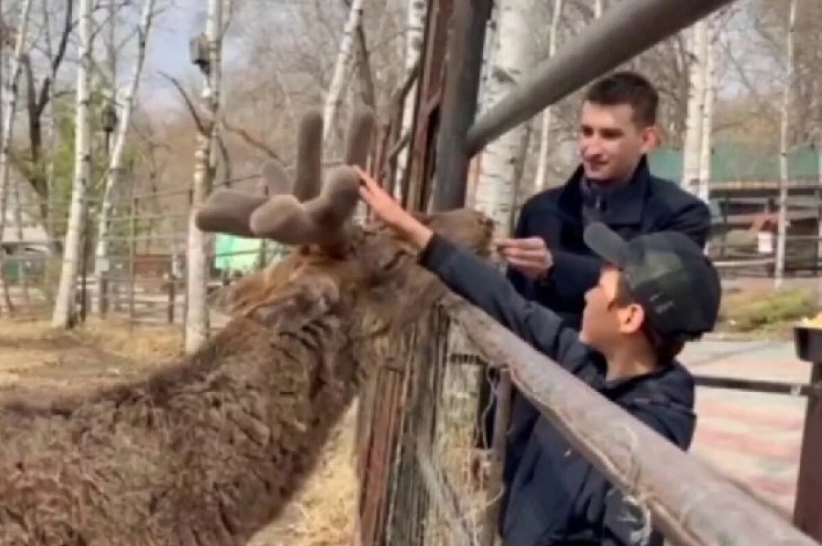    Василёк в Хабаровске щеголяет новыми бархатными рогами