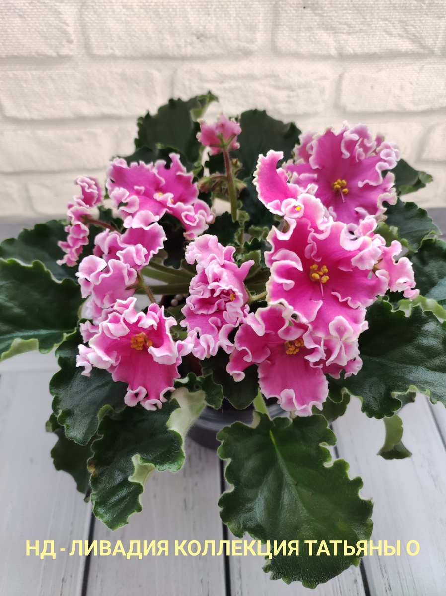 Очень красивый и не прихотливый сорт.