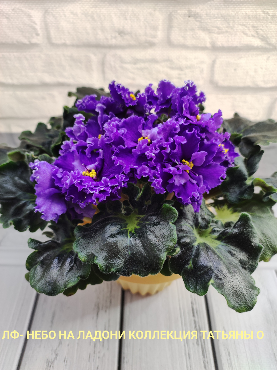 Очень красивый сорт с идеальной розеткой 