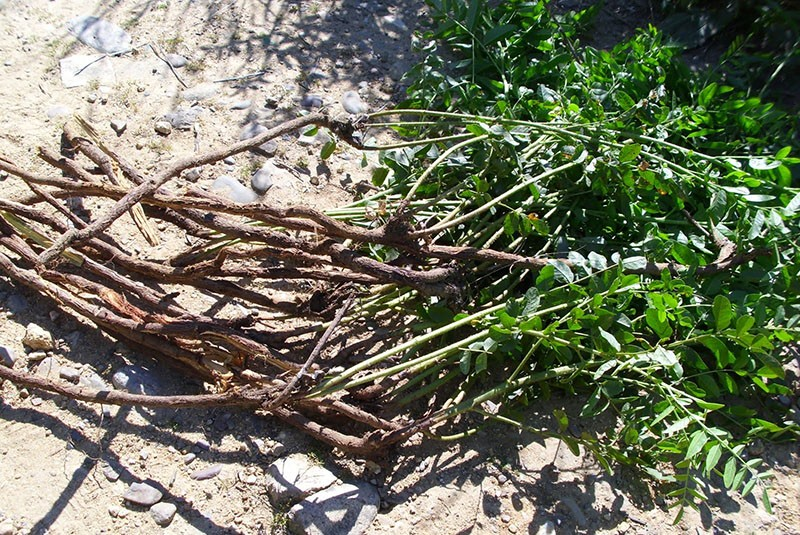 Яндекс картинки