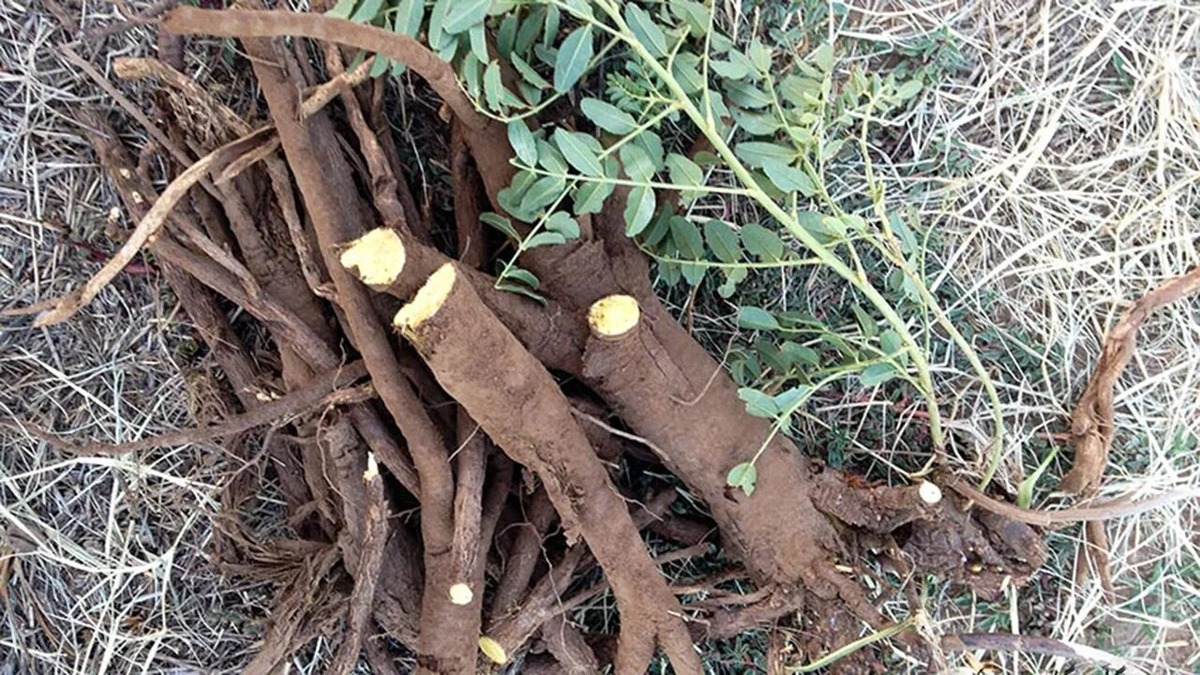 Яндекс картинки