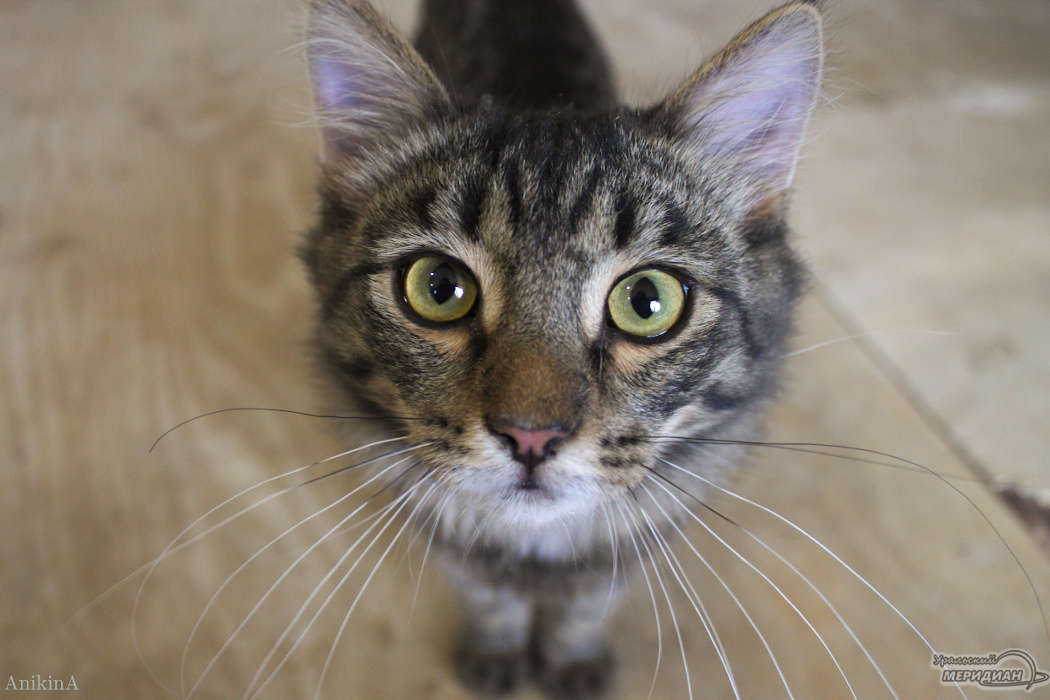    Фото Ольга Аникина © ИА «Уральский меридиан»