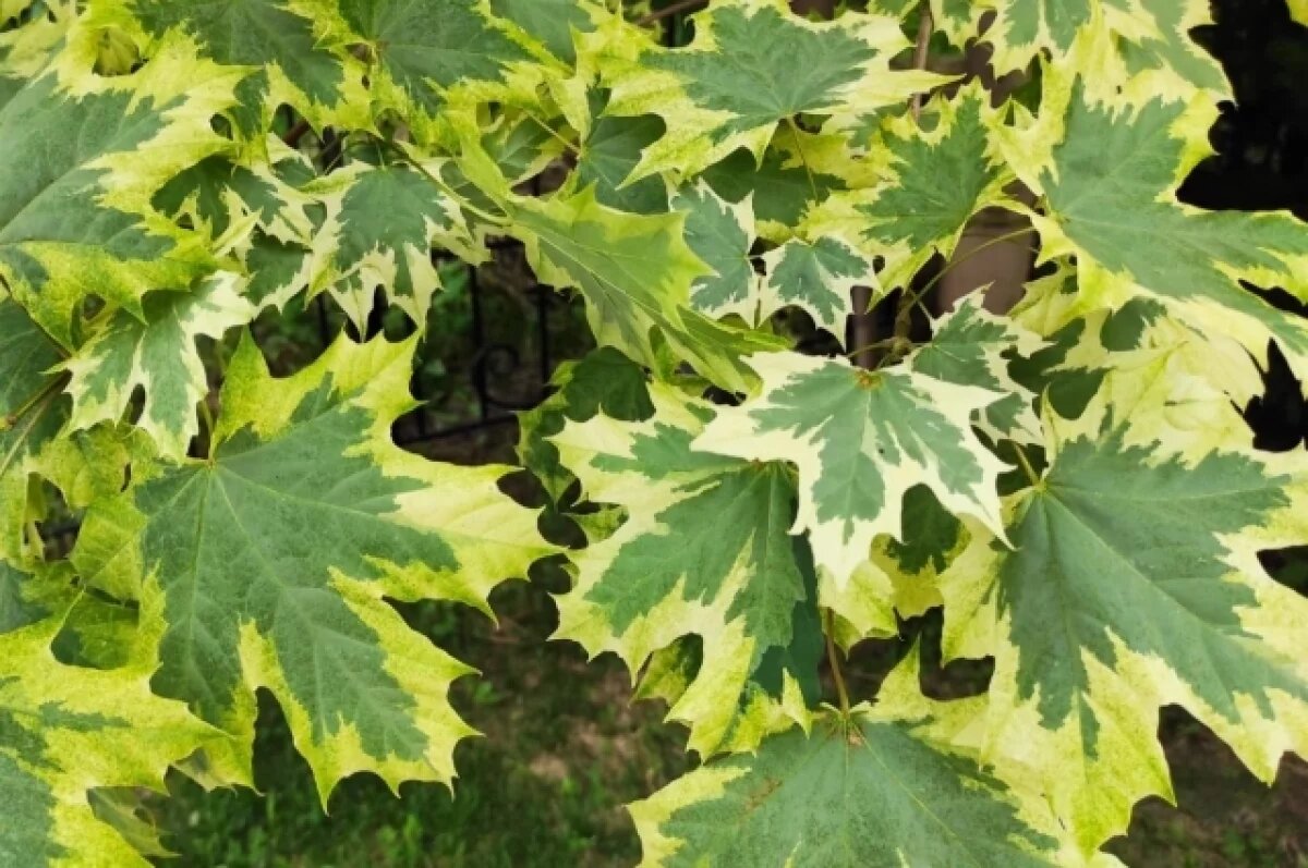    Неизвестные «попилили» молодые клены на Вольской