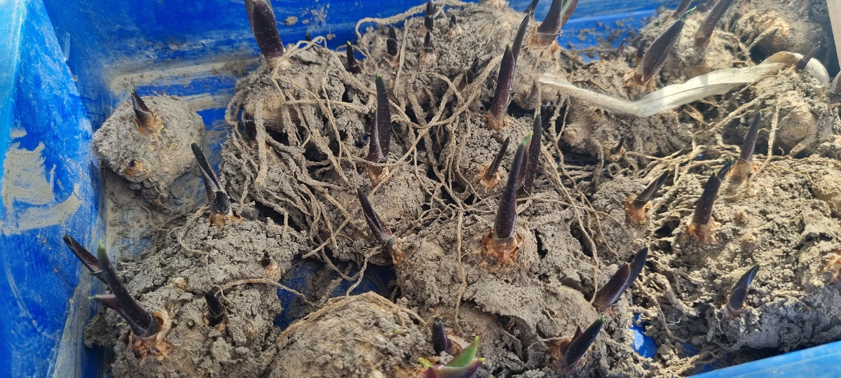 Зимнее хранение калл.