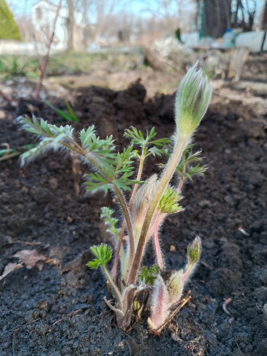 Сон-трава, посаженная на даче