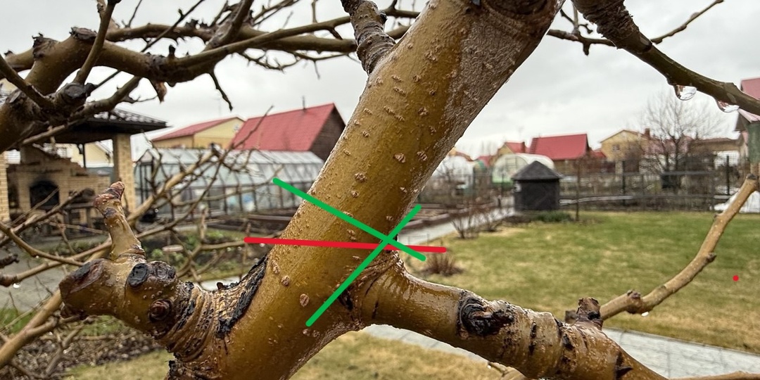 Как срезать ветки на дереве с переводом роста на более тонкие