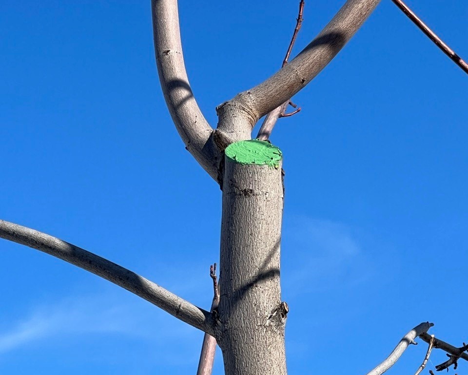 Фото автора канала Дом с кипарисами.