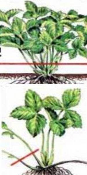 уход за земляникой