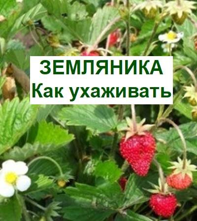 земляника выращивание